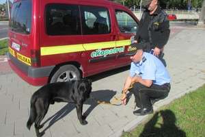 Strażnicy miejscy złapali psa "na gigancie" 