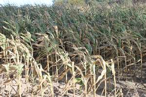 Rolnicy z gminy Lubawa nie dostaną odszkodowań za suszę