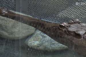 Czy uda się rozmnożyć zagrożone wyginięciem krokodyle gawialowe?