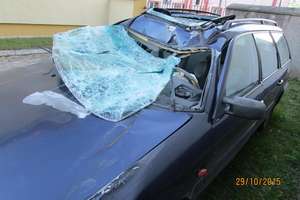 Łoś przyczyną wypadku na drodze Gołdap - Olecko