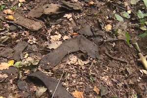 W lesie w Sztutowie odkryto buty więźniów niemieckich obozów. Film