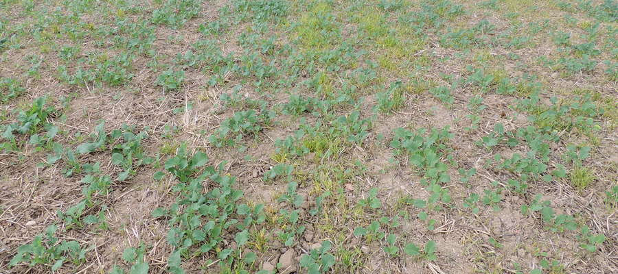 Rzepak ozimy korzystnie reaguje na jesienną regulację zachwaszczenia – widoczne zniszczone samosiewy pszenicy 