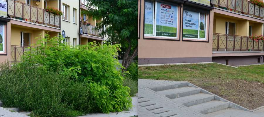 Z okolicy bloków przy Szewskiej zniknęła niechciana zieleń  