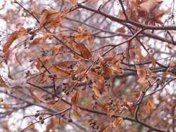Listopad zrywa z drzew złote liście....