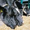 Czym można uzupełnić braki pasz objętościowych w żywieniu krów?