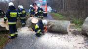 Zmagania z wiatrem. Strażacy usuwali przewrócone drzewa i połamane konary