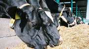 Czym można uzupełnić braki pasz objętościowych w żywieniu krów?