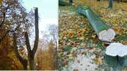 Ratusz: Drzewa były chore i zagrażały bezpieczeństwu 