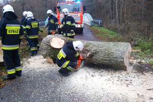 Zmagania z wiatrem. Strażacy usuwali przewrócone drzewa i połamane konary