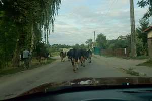 Uderzył w krowę. Rolnik ukarany mandatem !!!