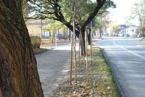 Drzewa, które podzieliły mieszkańców ulicy Cichej 
