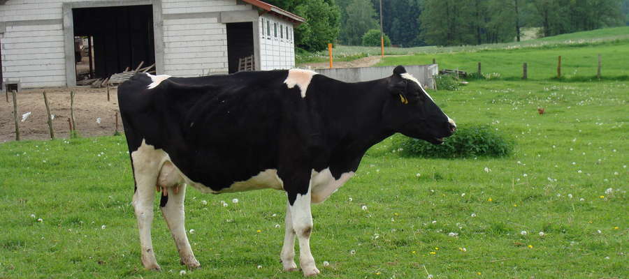 O pomoc będą mogli ubiegać się rolnicy prowadzący małą lub średnią produkcję mleka, którzy posiadają 3-50 krów 