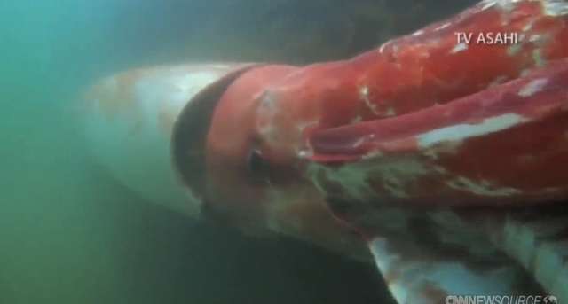 Głębinowy potwór nagrany przez nurka u wybrzeży Japonii - full image