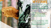 Leśny konkurs fotograficzny - wystawa zdjęć