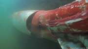 Głębinowy potwór nagrany przez nurka u wybrzeży Japonii