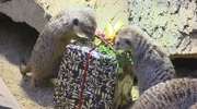 Zwierzęta z ZOO otrzymały świąteczne prezenty