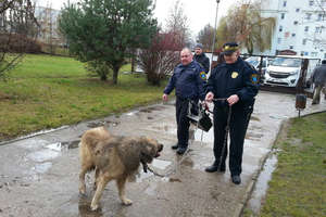 Strażnicy usunęli psa ze szkoły