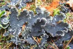 Zbliża się "grzybowa" Noc Biologów