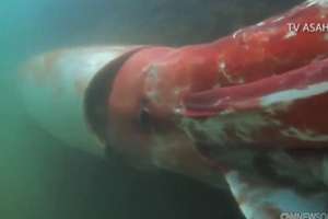 Głębinowy potwór nagrany przez nurka u wybrzeży Japonii