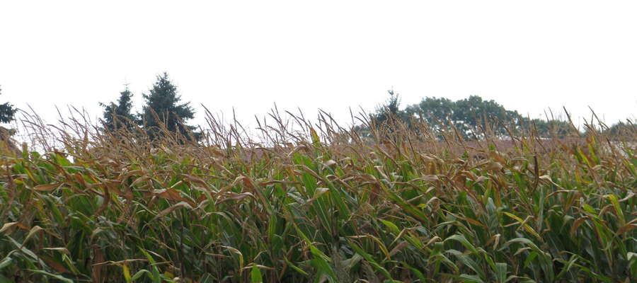 W tym sezonie można było znaleźć pola kukurydzy o pełnym wzroście również z objawami niemal całkowitego bądź częściowego zasychania 