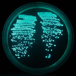 Kolonie Photobacterium phosphoreum na podłożu agarowym