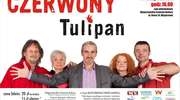 Czerwony Tulipan zagra w Walentynki 