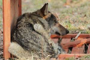 Wilk, którego uratowali leśnicy, wrócił  w swoje rodzinne strony