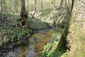 Kaługa - Kąciki: Leśny sezonowy strumień 