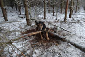 Biedna psina uwiązana w lesie