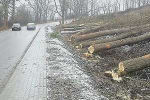 Burmistrz Iławy zarządził wycinkę kolejnych obumarłych drzew. Rozpoczęła się dziś
