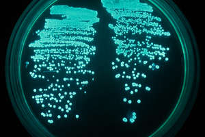 Bioluminescencja, czyli chrząszcz który świeci
