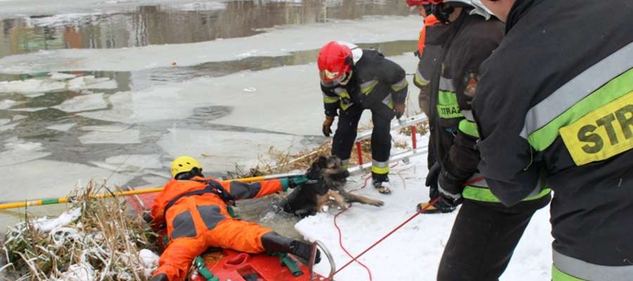 Strażacy wykorzystali sanie lodowe oraz ubrania do pracy w wodzie. Dotarli do przestraszonego i wychłodzonego zwierzaka, który po kilku próbach wydobycia dał się złapać za obroże strażakowi