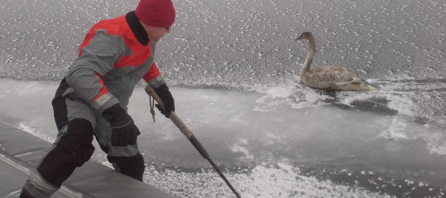 Ratownicy z północnej stacji w Skłodowie podczas patrolu uratowali łabędzia, którzy przymarzł do lodu. Ptak został zabrany na brzeg, gdzie pozostał pod opieką do powrotu do formy.