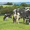 Mleko krowie w produkcji ekologicznej