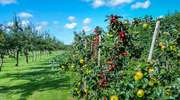 Uprawy sadownicze i jagodowe - konferencja w Ornecie