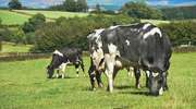 Mleko krowie w produkcji ekologicznej
