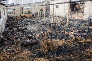800 świń zginęło w pożarze chlewni... Świadek: 