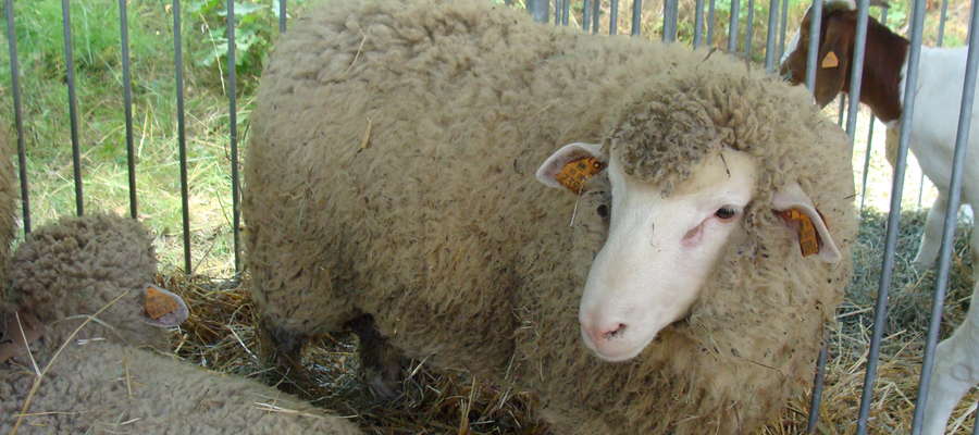 13-14 lutego po raz pierwszy w Expo Arenie w Ostródzie zobaczymy zwierzęta hodowlane, a wśród nich również owce 