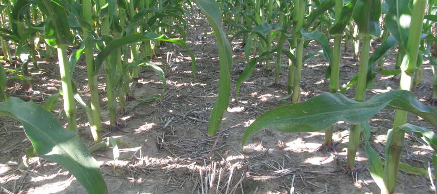 W uprawie pasowej bardzo dużą rolę odgrywa ściółka pokrywająca glebę, samo ściernisko pozostałe po przedplonie może nie być wystarczające 