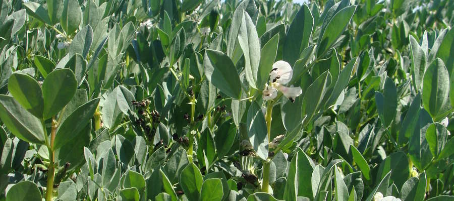 W Krajowym rejestrze znajduje się obecnie 9 odmian bobiku 