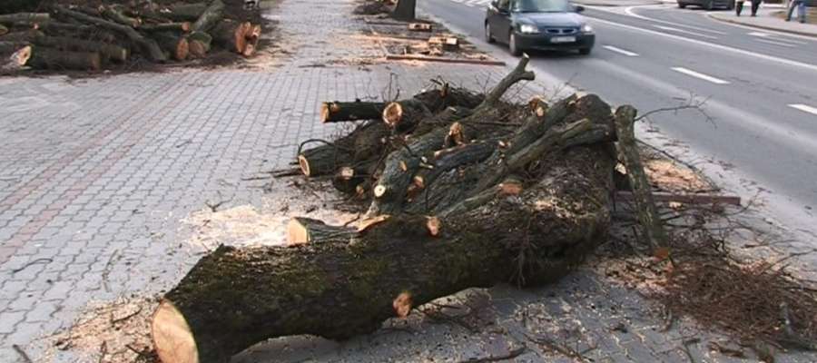 W Kętrzynie zrobiło się... łyso. Zniknęło większość drzew przy Placu Piłsudskiego. Czy w ich miejsce zostaną posadzone nowe?