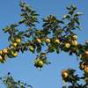 Wiosenna pielęgnacja sadu, czyli jak dbać o jabłonie