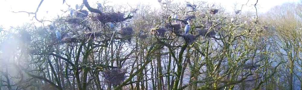 Zajrzyj do gniazda czapli siwej dzięki kamerze online