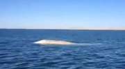 Rzadko spotykany biały wieloryb odwiedził wody Pacyfiku