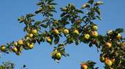Wiosenna pielęgnacja sadu, czyli jak dbać o jabłonie