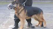 Policyjny pies wytropił skradziony kabel siłowy. Zatrzymany 34-latek trzeźwieje w areszcie 