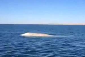 Rzadko spotykany biały wieloryb odwiedził wody Pacyfiku