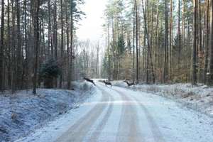 Leśnicy liczą zwierzęta
