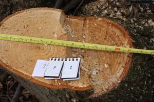 Nielegalna wycinka drzew i krzewów w gminie Zalewo! Kara może wynieść ponad 700 tys. zł!
