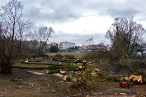 Wycinka drzew przy rynku w Mrągowie